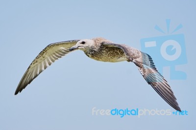 Common Gull In Flight Stock Photo