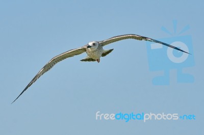 Common Gull In Flight Stock Photo