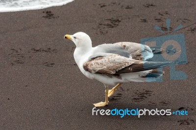 Common Gull (larus Canus) Juvenile Stock Photo