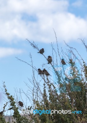 Common House Sparrow Birds On A Shrub Stock Photo