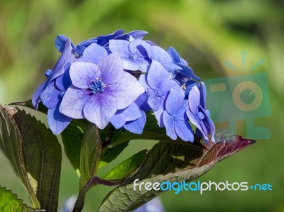 Common Hydrangea (h Macrophylla) Stock Photo