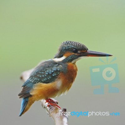 Common Kingfisher Stock Photo