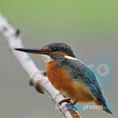 Common Kingfisher Stock Photo