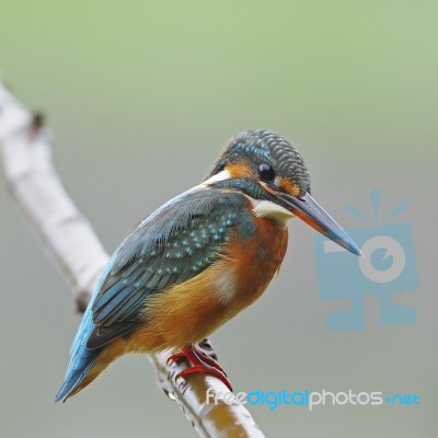 Common Kingfisher Stock Photo