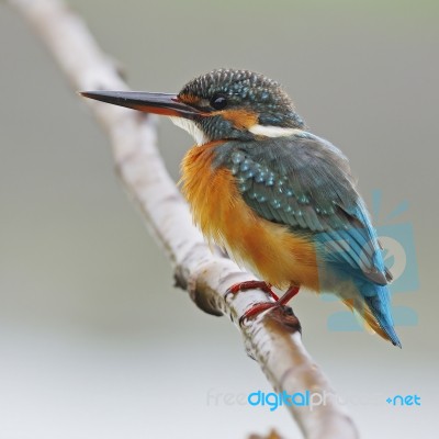 Common Kingfisher Stock Photo