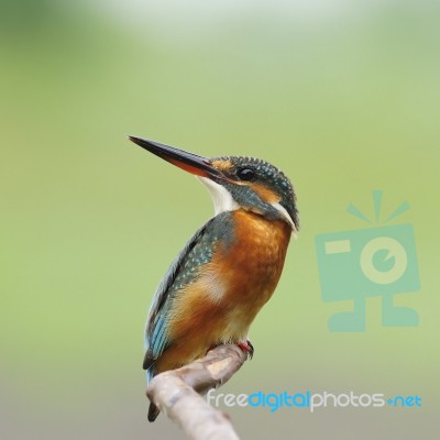 Common Kingfisher Stock Photo