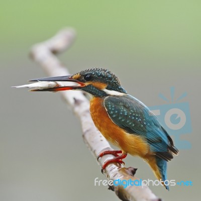 Common Kingfisher Stock Photo