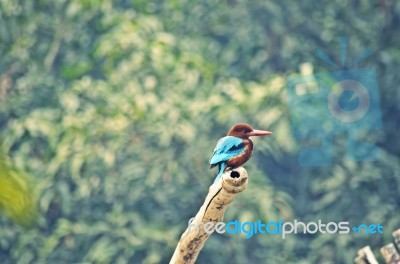 Common Kingfisher Stock Photo