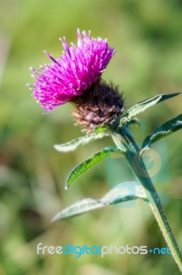 Common Knapweed (centaurea Nigra) Stock Photo