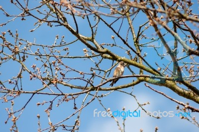 Common Linnet (carduelis Cannabina) Stock Photo