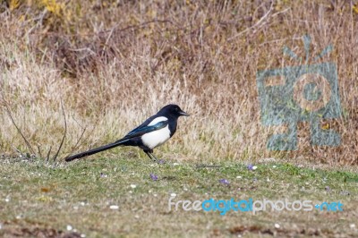 Common Magpie At Hope Gap Near Seaford Stock Photo