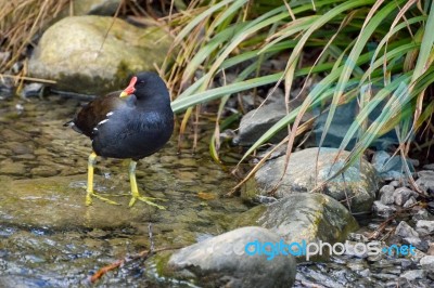 Common Moorhen (gallinula Chloropus) Stock Photo