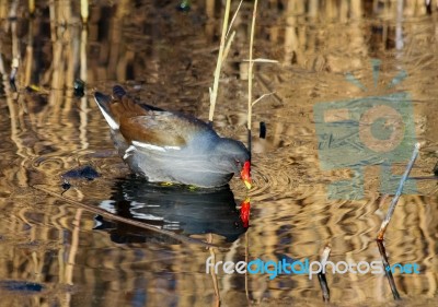 Common Moorhen (gallinula Chloropus) Stock Photo