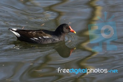 Common Moorhen (gallinula Chloropus) Stock Photo