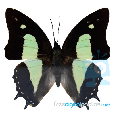 Common Nawab Butterfly Stock Photo