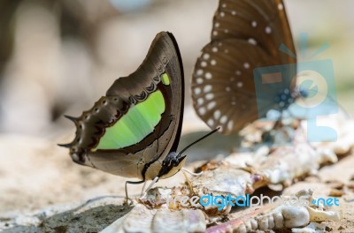 Common Nawab Butterfly (polyura Athamas) Stock Photo