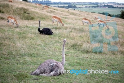 Common Ostrich (struthio Camelus) Stock Photo