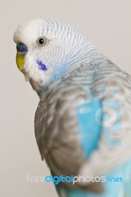 Common Pet Parakeet Stock Photo