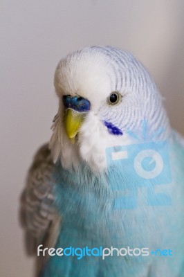 Common Pet Parakeet Stock Photo