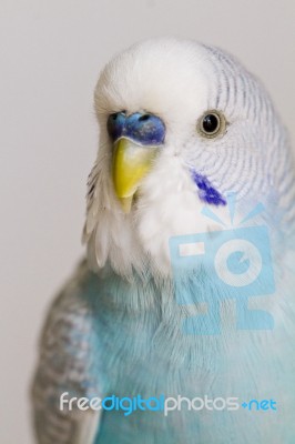 Common Pet Parakeet Stock Photo