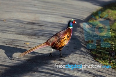 Common Pheasant (phasianus Colchicus) Stock Photo