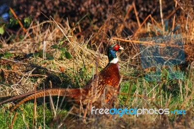 Common Pheasant (phasianus Colchicus) At Weir Wood Reservoir Stock Photo