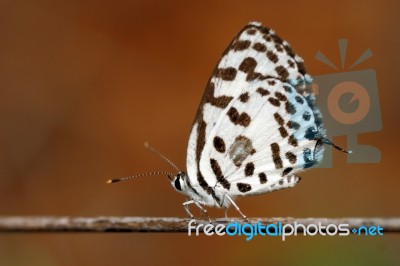 Common Pierrot Stock Photo