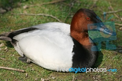 Common Pochard Stock Photo