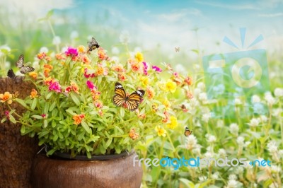 Common Purslane Flower Background Stock Photo