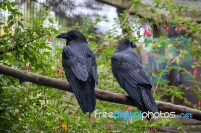 Common Raven (corvus Corax) Stock Photo