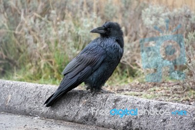 Common Raven (corvus Corax) Stock Photo