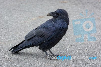 Common Raven (corvus Corax) Stock Photo