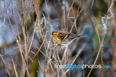 Common Redpoll (carduelis Flammea) Feeding On Plant Seeds Stock Photo