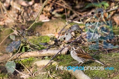 Common Reed Bunting (emberiza Schoeniclus) Stock Photo