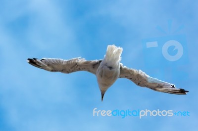 Common Seagull (larus Larus) In Flight Stock Photo