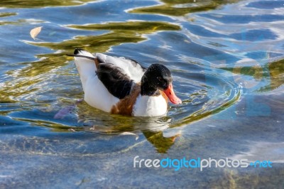 Common Shelduck (tadorna Tadorna) Stock Photo