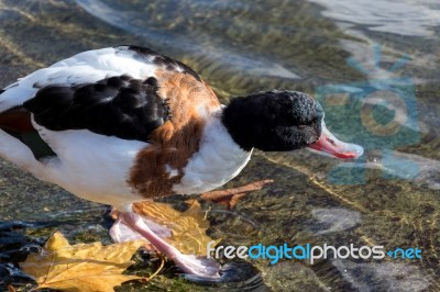 Common Shelduck (tadorna Tadorna) Stock Photo