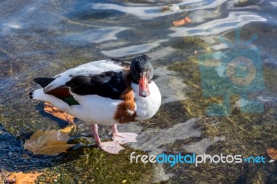 Common Shelduck (tadorna Tadorna) Stock Photo