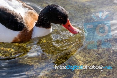 Common Shelduck (tadorna Tadorna) Stock Photo