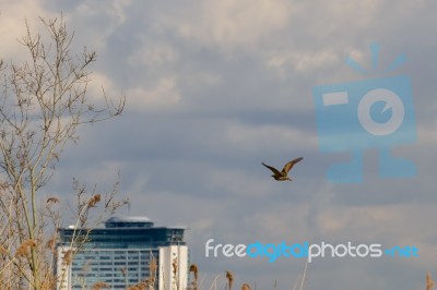 Common Snipe (gallinago Gallinago) In Flight Stock Photo