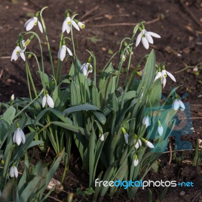 Common Snowdrop (galanthus Nivalis) Stock Photo