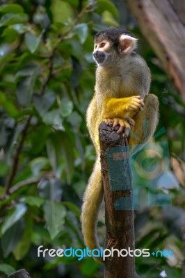 Common Squirrel Monkey (saimiri Sciureus) Stock Photo