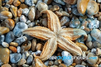 Common Starfish (asterias Rubens) Washed Ashore At Dungeness Stock Photo