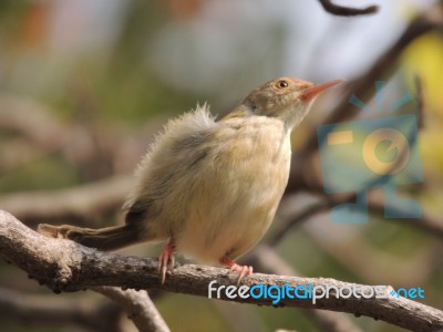 Common Tailor Bird Stock Photo