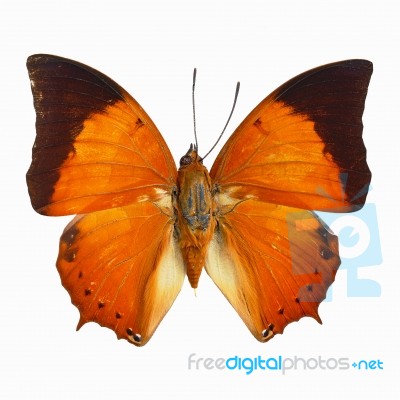 Common Tawny Rajah Butterfly Stock Photo