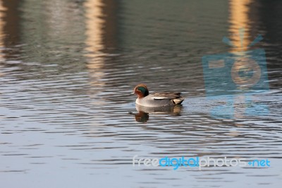 Common Teal (anas Crecca) Stock Photo