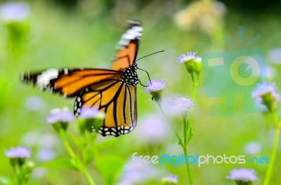 Common Tiger Or Danaus Genutia Butterfly Stock Photo