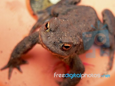 Common Toad Stock Photo