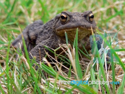 Common Toad Stock Photo