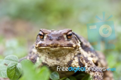 Common Toad Stock Photo